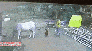 小朋友啊，大腿是不能抱的...