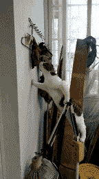 你永远不知道猫咪为了偷吃小鱼干有多么地努力