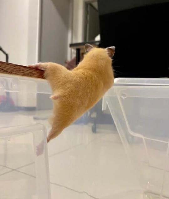 你站在此处不要动，我去给你买个橘子