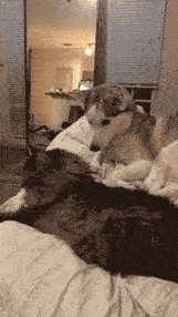 狗子你这是在作死哟