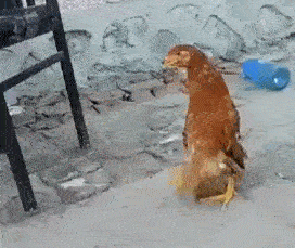 到底是本命年，走路就是硬气