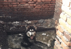 主人：算了，这俩哈屎奇我不养了...