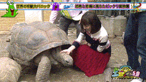 龟：我…要…赶…紧…离…开…这…个…智…障…