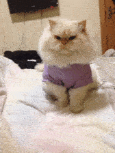 反射弧慢是种怎样的体验,蠢到深处自然萌啊!