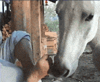 这味道真是太大了，白马都受不了呢。