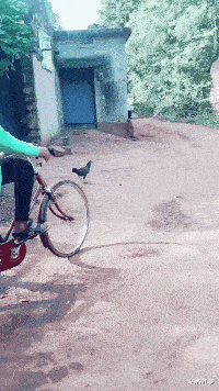 猴子：看不到我，你们看不到我！