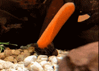 原来蜗牛这么吃胡萝卜的