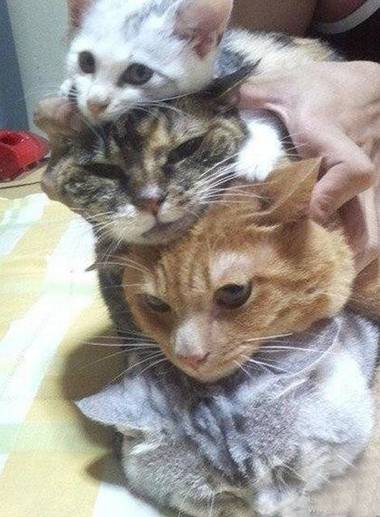 喵星人教你叠罗汉