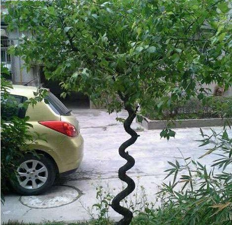 这树是蛇精变得？