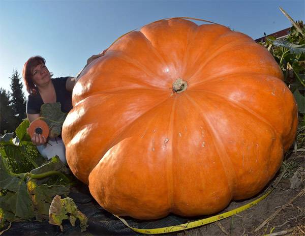 巨大的南瓜，都吃一个月了