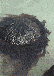 路过的行人差点就叫派出所了，这紫菜的样子太独特，只能白天来摘取了