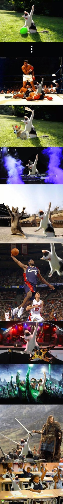 被PS恶搞滴猫咪