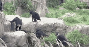 扔了个什么东西？