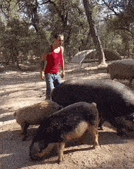 翻身上猪，绝尘而去