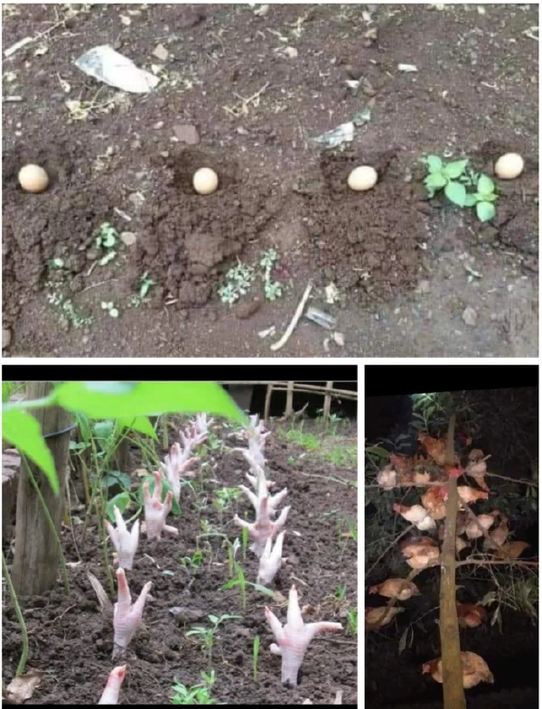 挖个坑，培点土，数个一二三四五