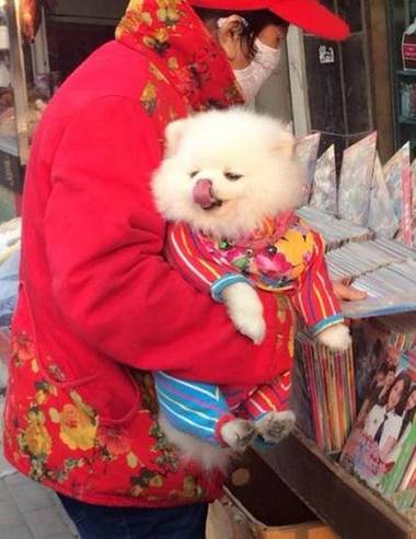 汪星人的本命年