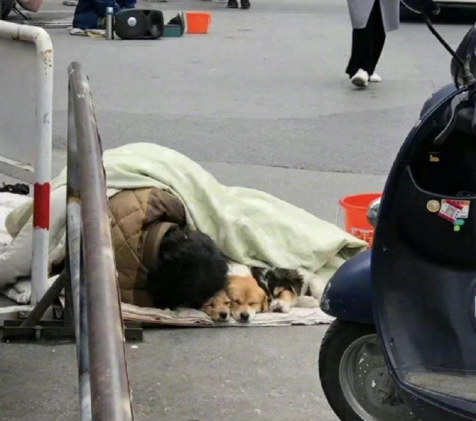 流浪汉的狗不是流浪狗