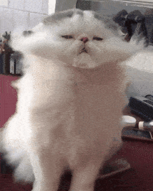 吹啊吹啊，喵的骄傲放纵～