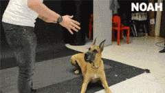 给狗狗做魔术，是会有被吓着的