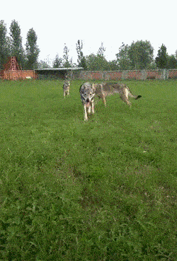 很多影视剧中的狼演员其实是这种捷克狼犬~