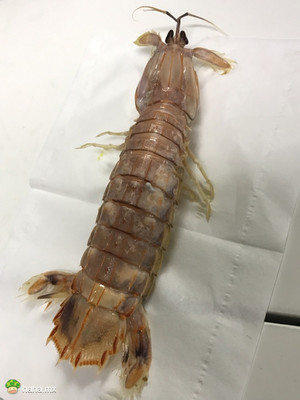 你们那儿叫这个虾叫什么？（我叫PP虾）