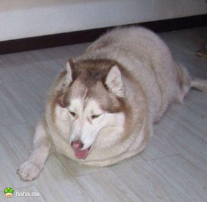 一位网友出差回来，看见当初反对他养狗的爸妈把二哈生生地养成了猪……爷爷奶奶带孩子就是亲啊