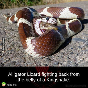 临死前的奋力一击