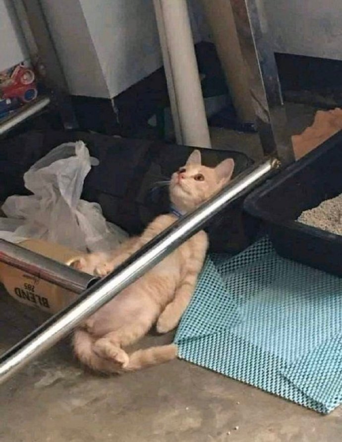 为什么投胎成喵？！