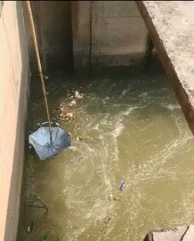 在水里不好好呆着，非得跳出来