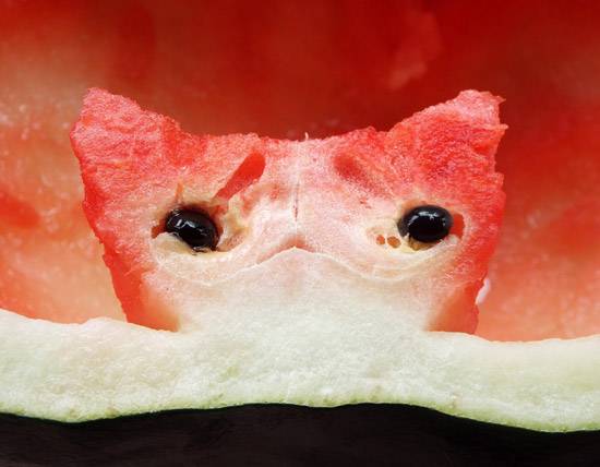 西瓜的艺术，西瓜猫咪