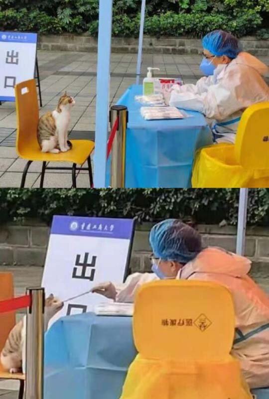 猫猫：忘记变了，不好意思