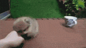 这样的手游给我来一波~我也要玩