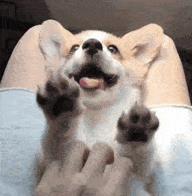 才周四而已，感觉需要含服一点柯基的微笑才能扛得下去惹 ~~