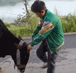 谁说牛的脾气不好了，你看看它多听话