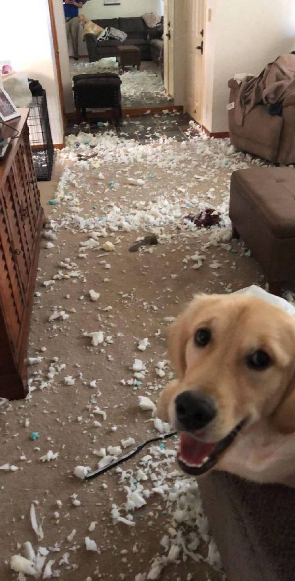 狗子：刚才爆炸了，还好我奋力保住了家