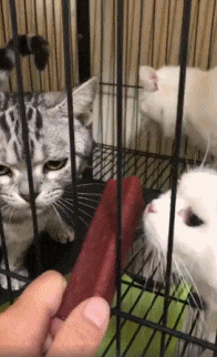 牢头说你喵的有骨气吗？！