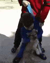 求狗子的心理阴影