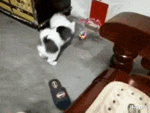 成精的狗子,你这是在拜什么呢