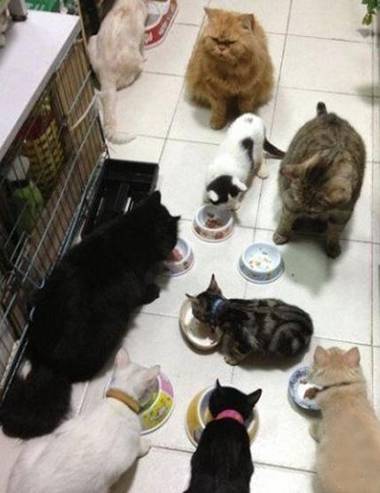 肿么木有我的饭？