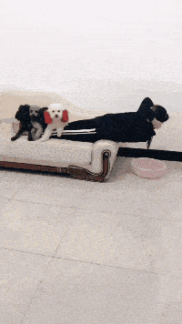 家有三狗全是坑货，做个仰卧起坐都被套路了