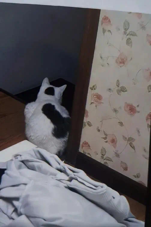 真正的迪克猫咪