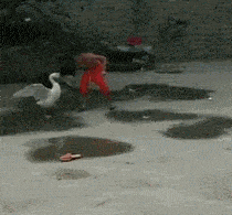 你这样斗我想着接下来你就惨了！