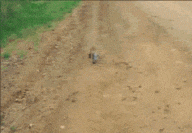 专门赶来向人类求救的小动物