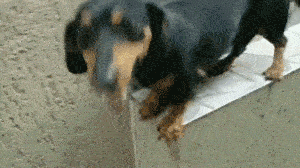 老司机倒车请注意！