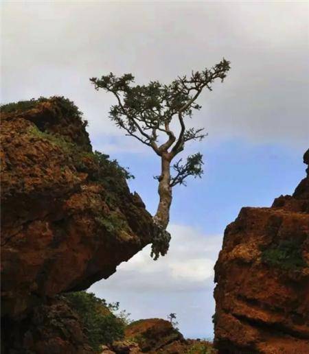 长这么大，你是我见过的最嚣张的树！