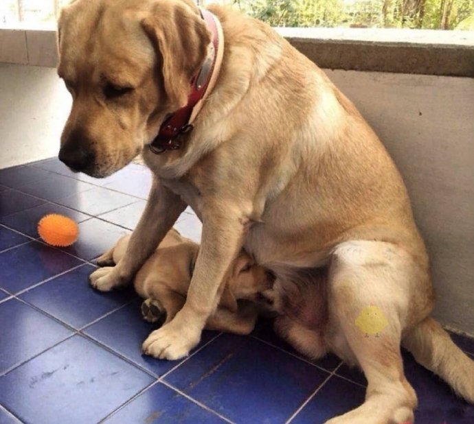 说了多少次，我是爸爸！