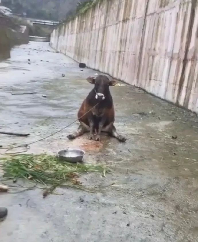 把压力说给牛听，牛没扛住
