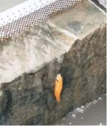 鱼跃龙门！！！