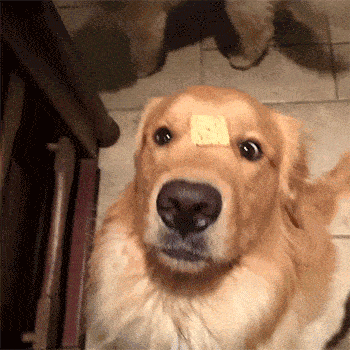 主人说好给我的饼干的饼干呢！