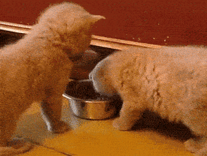 别吃啦!都快吃成猪了